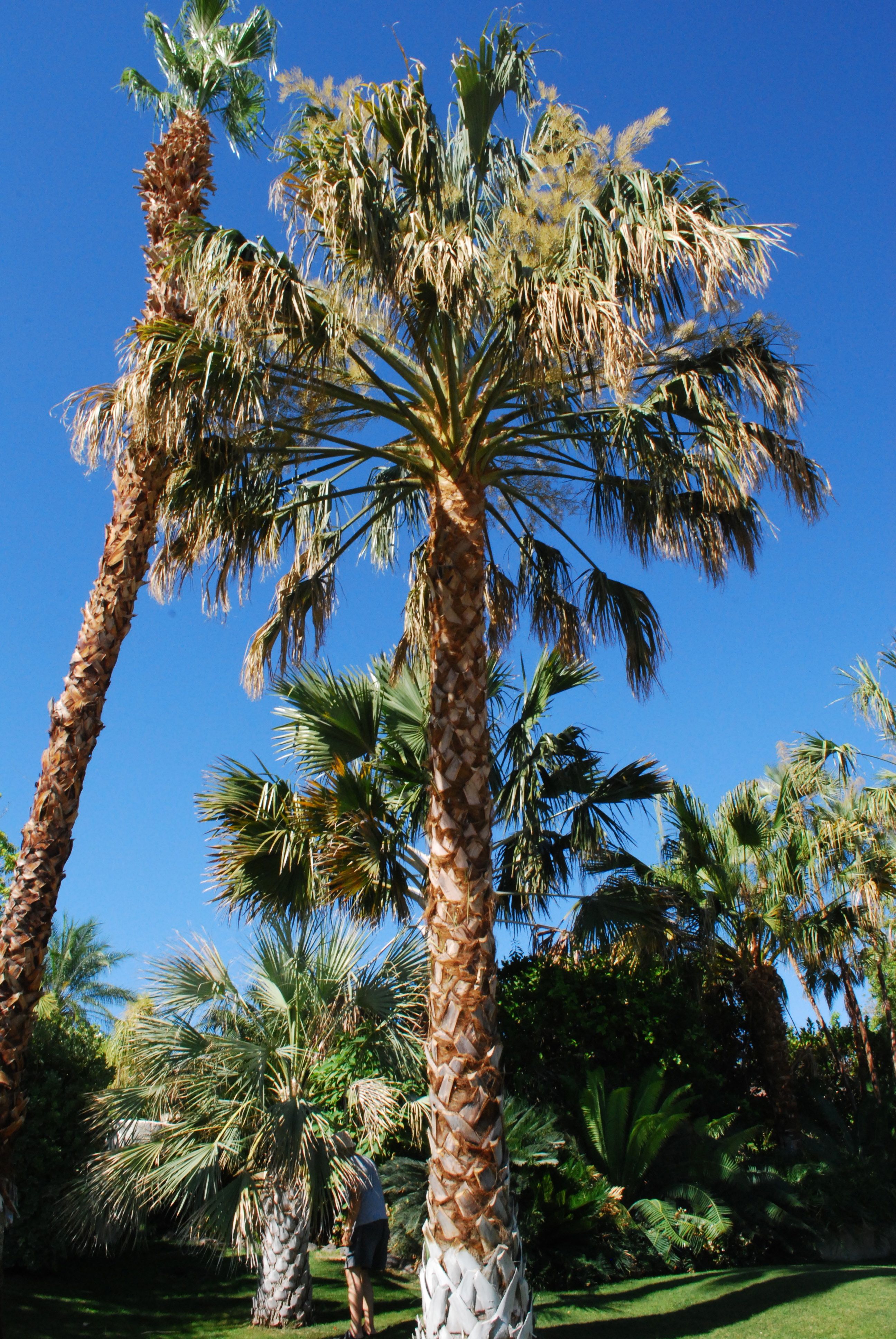 Sabal uresana Jardin Californie