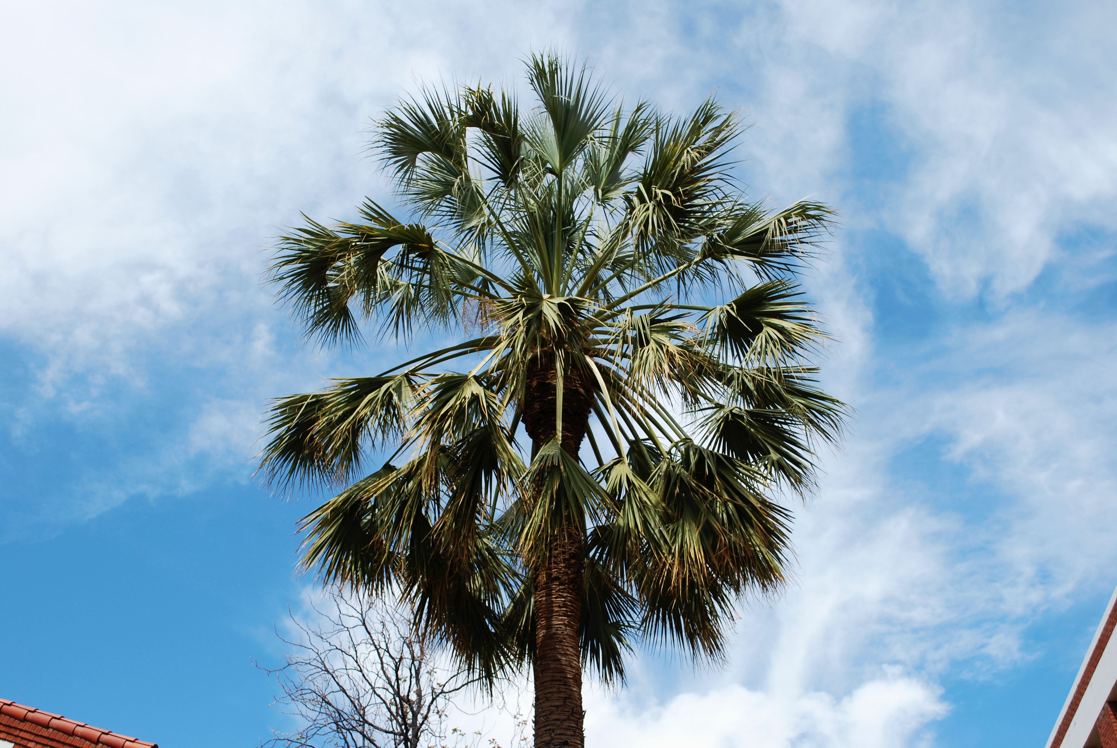 Sabal uresana Jardin Arizona