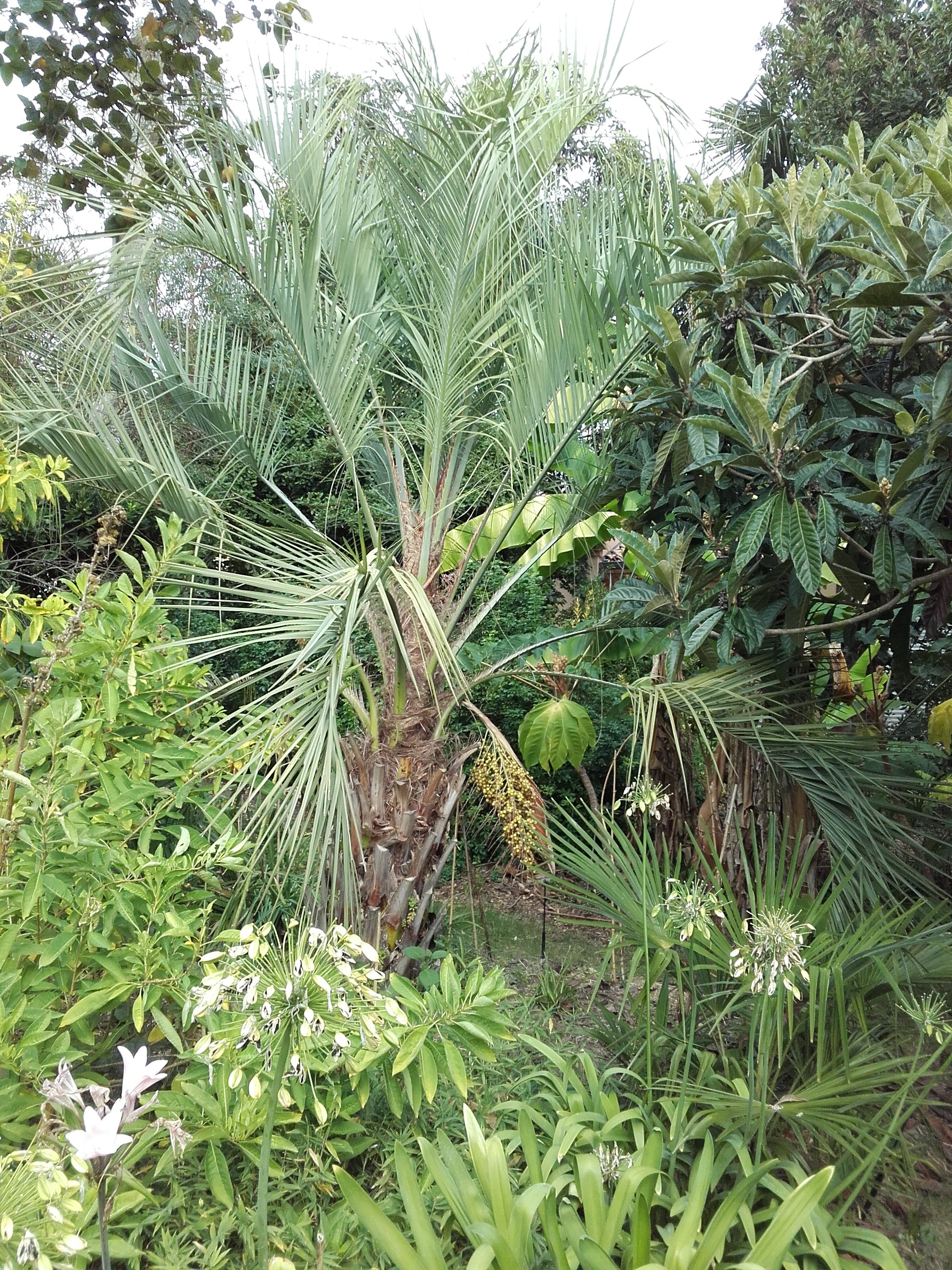 La Palma del Mas Jardins